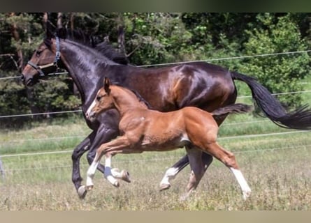 Holstein, Giumenta, 12 Anni, 166 cm, Baio scuro