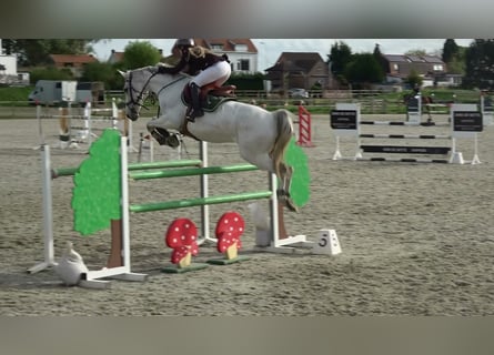 Holstein, Giumenta, 13 Anni, 164 cm, Grigio