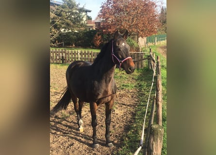 Holstein, Giumenta, 13 Anni, 166 cm, Baio scuro