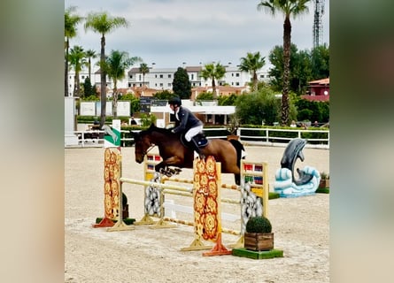 Holstein, Giumenta, 13 Anni, 168 cm, Baio ciliegia
