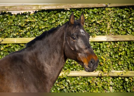 Holstein, Giumenta, 13 Anni, 171 cm, Baio scuro