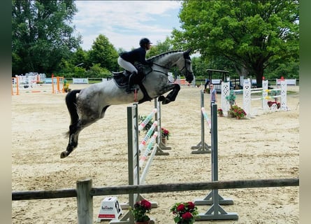 Holstein, Giumenta, 13 Anni, 174 cm, Grigio