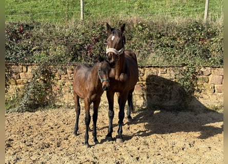 Holstein, Giumenta, 14 Anni, 172 cm, Baio