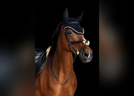 Holstein, Giumenta, 14 Anni, 172 cm, Baio