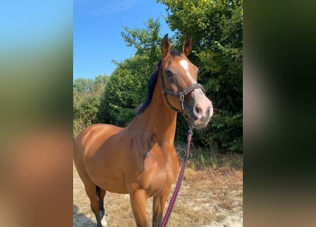 Holstein, Giumenta, 15 Anni, 158 cm, Baio