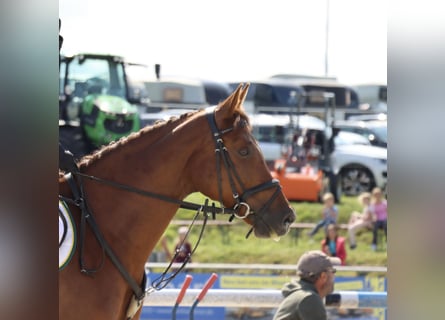 Holstein, Giumenta, 15 Anni, 169 cm, Sauro scuro