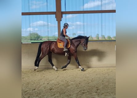 Holstein, Giumenta, 15 Anni, 170 cm, Baio
