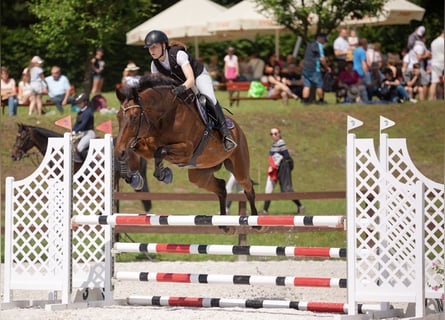 Holstein, Giumenta, 15 Anni, 171 cm, Baio scuro