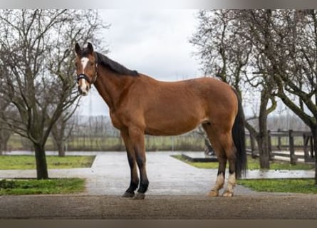 Holstein, Giumenta, 16 Anni, 164 cm, Baio