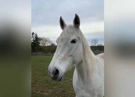 Holstein, Giumenta, 17 Anni, 167 cm, Grigio