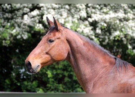 Holstein, Giumenta, 17 Anni, 168 cm, Baio