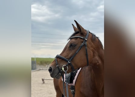Holstein, Giumenta, 18 Anni, 168 cm, Baio