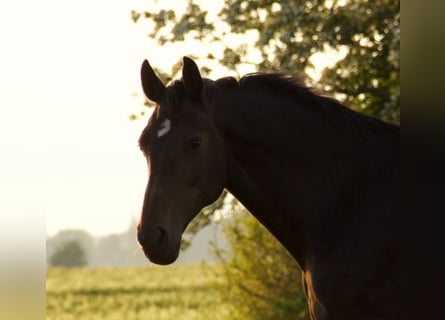 Holstein, Giumenta, 18 Anni, Baio scuro