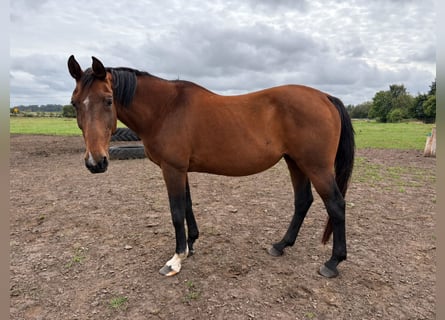 Holstein, Giumenta, 19 Anni, 167 cm, Baio scuro