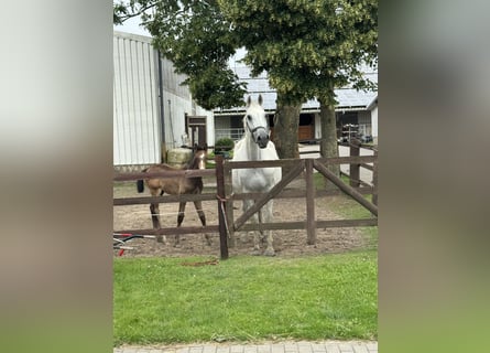 Holstein, Giumenta, 20 Anni, 167 cm, Leardo