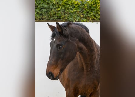 Holstein, Giumenta, 21 Anni, 167 cm, Baio