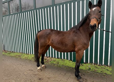 Holstein, Giumenta, 21 Anni, 170 cm, Baio