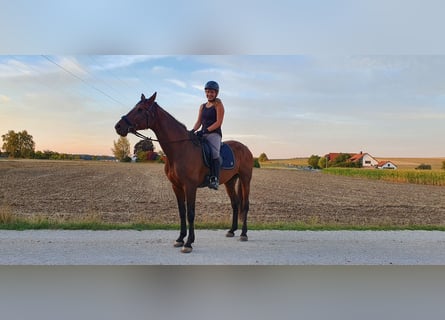Holstein, Giumenta, 24 Anni, 175 cm, Baio