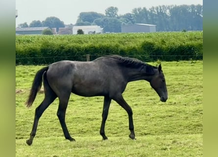 Holstein, Giumenta, 2 Anni, 167 cm, Leardo