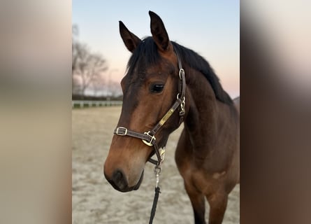 Holstein, Giumenta, 3 Anni, 162 cm, Baio