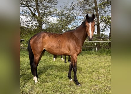 Holstein, Giumenta, 3 Anni, 170 cm, Baio