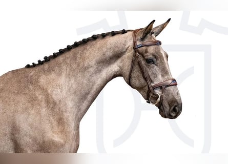 Holstein, Giumenta, 3 Anni, Grigio