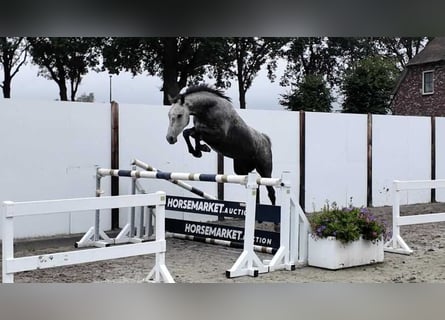 Holstein, Giumenta, 4 Anni, 161 cm, Grigio