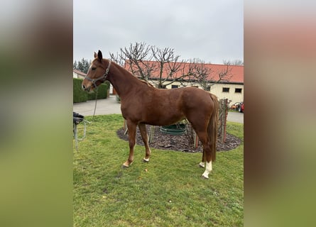 Holstein, Giumenta, 4 Anni, 165 cm, Sauro