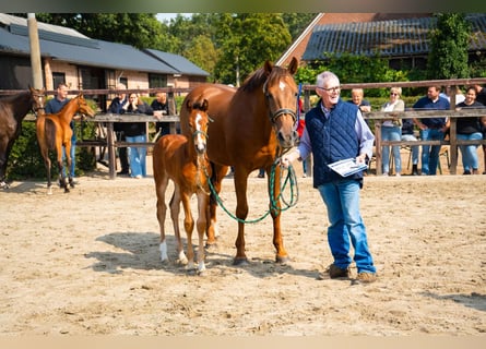 Holstein, Giumenta, 4 Anni, 166 cm, Leardo
