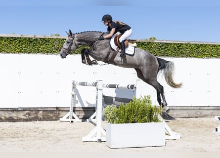 Holstein, Giumenta, 4 Anni, 169 cm, Grigio