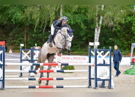 Holstein, Giumenta, 4 Anni, 174 cm, Grigio