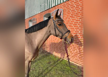 Holstein, Giumenta, 5 Anni, 164 cm, Baio
