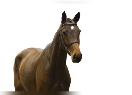 Holstein, Giumenta, 5 Anni, 166 cm, Baio