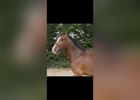 Holstein, Giumenta, 5 Anni, 168 cm, Baio