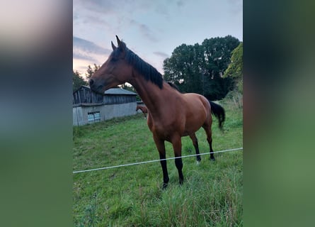 Holstein, Giumenta, 5 Anni, 168 cm, Baio