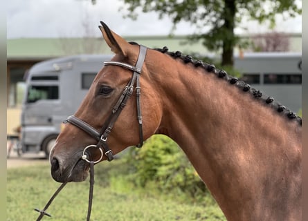 Holstein, Giumenta, 5 Anni, 170 cm, Baio