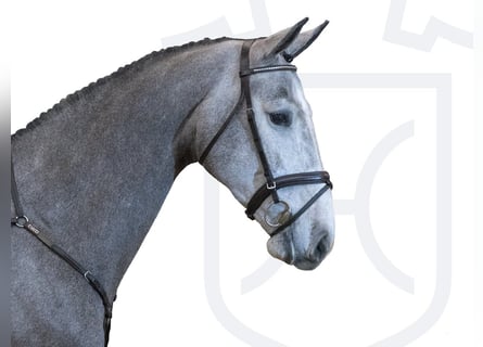 Holstein, Giumenta, 5 Anni, 170 cm, Grigio