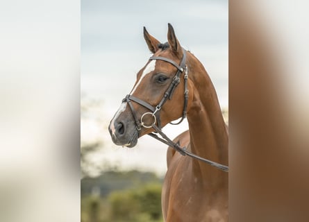 Holstein, Giumenta, 5 Anni, 171 cm, Baio