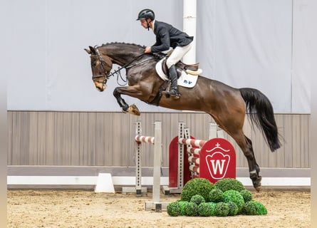 Holstein, Giumenta, 5 Anni, 172 cm, Baio