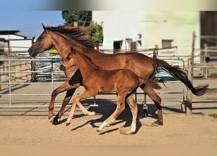 Holstein, Giumenta, 5 Anni, 173 cm, Sauro scuro