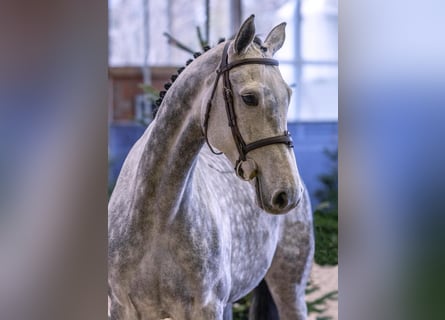 Holstein, Giumenta, 5 Anni, 174 cm, Grigio pezzato