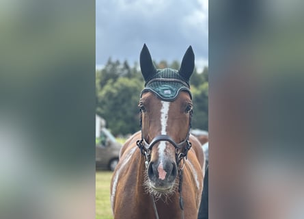 Holstein, Giumenta, 5 Anni, 178 cm, Sauro