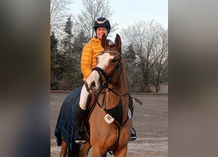 Holstein, Giumenta, 6 Anni, 163 cm