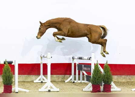 Holstein, Giumenta, 6 Anni, 163 cm, Sauro