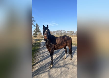 Holstein, Giumenta, 6 Anni, 164 cm, Baio