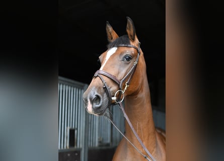 Holstein, Giumenta, 6 Anni, 165 cm, Baio
