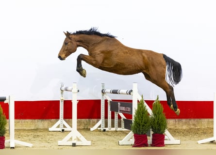 Holstein, Giumenta, 6 Anni, 167 cm, Baio