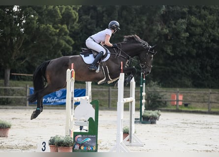 Holstein, Giumenta, 6 Anni, 168 cm, Baio nero