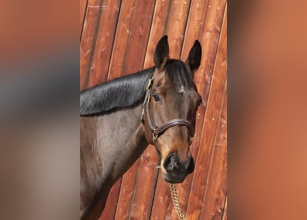Holstein, Giumenta, 6 Anni, 170 cm, Baio