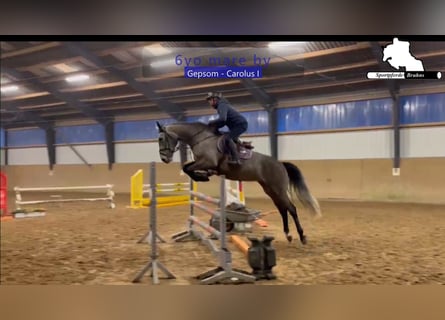 Holstein, Giumenta, 6 Anni, 174 cm, Grigio